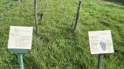 IMG6441